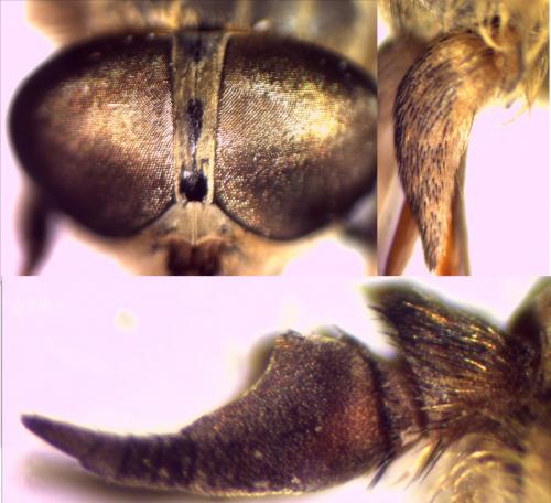 Tabanus maculicornis